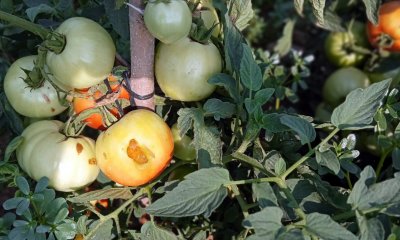 YENİŞEHİR'DE FARE KABUSU